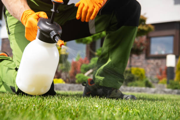 Best Flea Control Services  in Sulphur Springs, TX
