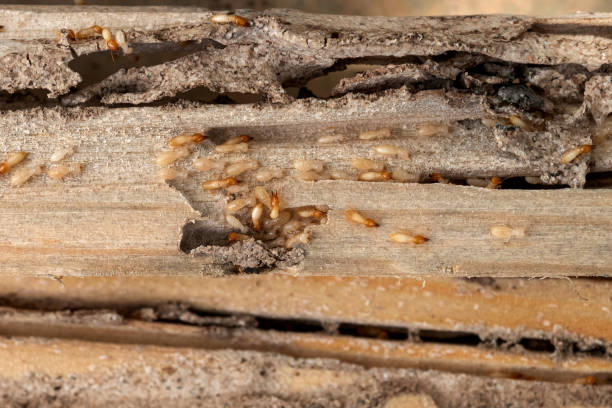 Best Termite Control Services  in Sulphur Springs, TX