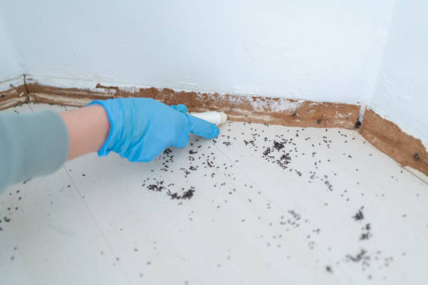 Trusted Sulphur Springs, TX Pest Control Experts