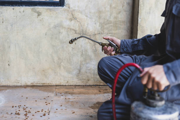 Trusted Sulphur Springs, TX Pest Control Experts